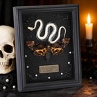 Real Death Head Moth Framed With Snake Skeleton  Gothic Insect Specimen Displ   
