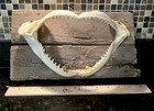 Bull Shark Jaw Taxidermy  Jaw Is 10 1 2    X  6    Vtg Driftwood Mount 6  Rows Teeth