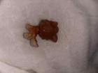 Rare Authentic Littlest Pet Shop Lps Wolf 2141 Green Eyes