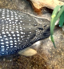 Miniature Carved Loon Decoy Diorama Signed Kittredge 1983 Rare Folk Art 3  Body