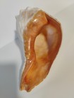 Whelk Sea Shell 6  Rare Beauty