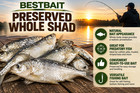 Bestbait Whole Preserved Gizzard Shad Fishing Bait     Catfish  Pike  Muskie