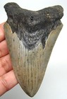 Megalodon Shark Tooth 3 67    Genuine Fossil - Shark Teeth No Restoration Natural