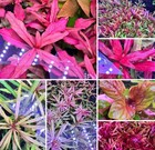Aquaticmotiv   Grower s Choice Bundle - 6 Plants Live Aquarium Plants