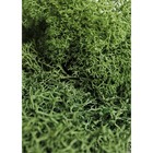 Supermoss Preserved Reindeer Decorative Moss  Forest Green  2 Oz