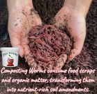  jigs  Approx  2 000  2 Lbs  Pure Red Wiggler Composting Worms  No Blues 