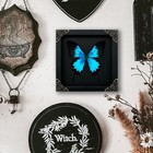 Framed Taxidermy Butterfly Blue Real Insect Collections Decor Gift For Mom