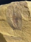 Incredible Museum Grade Soft-bodied Artiopod Fossil    naraoia Spinosa    L Cambrian