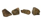 Mount Sinai Stone Burning Bush Mysterious Rock Jabal Mosa Mountain Egypt Rare