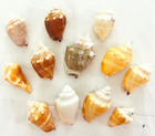 Lot 12 Fighting Conch Seashells Florida Nautical Seashells Beach Wedding Decor F