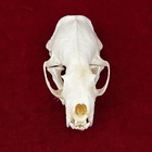 Taxidermy Real Animals Skulls Real Bones Specimen Science Education Mink Skull