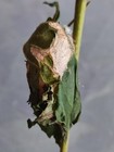 Luna Moth  saturniidae  Actias Luna  - Live Cocoon In Diapause