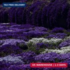 20000 Purple Creeping Thyme Seeds For Planting Outdoor creeping Phlox Ground Cov