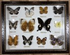 Vintage Atlas Moth Taxidermy Butterfly Framed Art Butterflies Display Frame