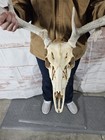 Wild 7 Point Whitetail Deer Antler Rack Horn Skull European Mount Man Cave 127 