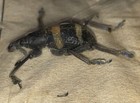 Eupholus Euphrosyne   Scarce   Rare  