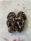 Ugg Fluff Oh Yeah Slide Slippers Sandals Cheetah Leopard Size 8 New