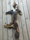 Vintage Tanned Wolverine Pelt Hide Fur 