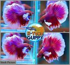 Lavender Big Dumbo Ears Halfmoon  - Live Male Betta Fish - High Quality Grade A