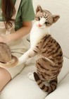 Shorthair Cat 13 Inch Stuffed Animal Plush Toys Toddler Doll Kids Gifts