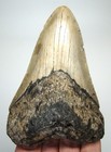 Megalodon Shark Tooth Real Fossil - 3 82    Prehistoric Shark Teeth No Restoration