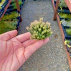 Pedicellata Air Plant Clump  miniature Species 