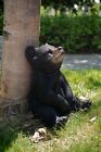 Sitting Black Bear Statue Garden Decor Home Backyard Display Wildlife Animal