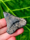 Unique Nc Great White Shark Tooth Fossil Sharks Teeth Fossils Ocean Gem Ancient