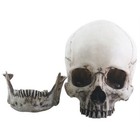 Realistic Dusty Skeleton Skull Head With Detached Jaw Halloween Figurine