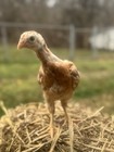 12 Giant Chicks Hatching Eggs- Indio Gigante Chicken Roo X F1 Bym    free Shipping