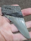 4  Authentic Prehistoric Megalodon  Fossil Shark Tooth Teeth 100  Authentic 