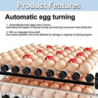 Incubators For Hatching 120 Eggs  Incubator  Automatic Egg Turning