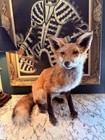 New Red Fox  Taxidermy Mount Sitting Cabin Decor  
