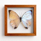 Morpho Sulkowskyi Butterfly Frame Double Glass Display     Real Butterfly Specimen