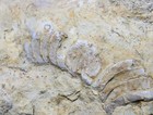 Sale Large Plectoceras Coiled Cephalopod Wisconsin Ordovician Platteville Fossil