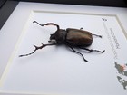 Framed David s Longarm Scarab Beetle Taxidermy  Ethically Sourced Entomology