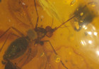 Ultra Rare 2 True Female Mosquito In Dominican Amber Fossil Gemstone