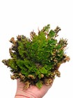 Rose Of Jericho Flower - Doradilla