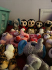 Rare Solid Eye Beanie Boos