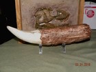 Biggest T Rex Tooth Replica Over 12    Fully Restored Root
