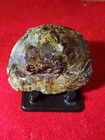 Sphenodiscus Lenticularis Ammonite Cretaceous Fox Hills Formation Sd