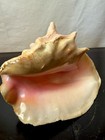 Large Pink Conch Shell  And Large Clam Shell      2  Pieces      