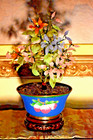 18  Vintage Bonsai Peking Jade glass Tree In Cloisonne Planter W  Ebony Stand