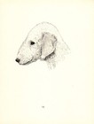 Antique Bedlington Terrier Print 1935 Wardle Dog Art Illustration Cfw 5916g