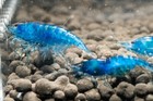 10 1 Neon Blue Freshwater Neocaridina Aquarium Shrimp