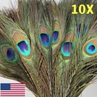 10 Pcs Real Authentic Peacock Eye Feathers 10-12 Inch For Diy Craft  Wedding Us