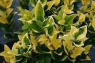 Ligustrum Japonicum  howardi    10 Live 2 Inch Plants   Ligustrum Japonicum