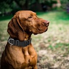 4 Pack Nylon Dog Collars  M black  Blue  Red  Purple    Classic Adjustable Pet