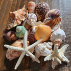 21 Large Natural Conch Sea Shells Hermit Turbo Rare Real Aquarium Home Decor New