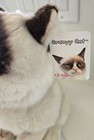 Gund Grumpy Cat 9-in Plush Stuffed Fluffy Animal New With Tag